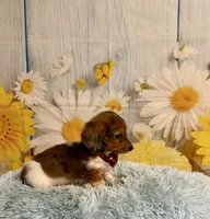 Tucker, a male Miniature Dachshund for sale in Ripley, MS – 2 of 7
