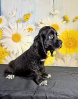 Ace, a male Cocker Spaniel for sale in Ripley, MS – 5 of 7