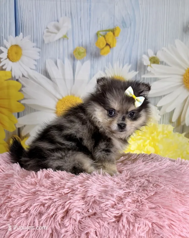 Millie – Pomeranian puppy for sale in Ripley, MS