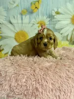 Hattie, a female Cocker Spaniel for sale in Ripley, MS – 6 of 8