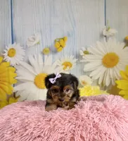 Josie, a female Yorkshire Terrier for sale in Ripley, MS – 7 of 10