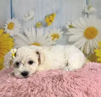 Shiloh , a female Miniature Schnauzer for sale in Ripley, MS – 8 of 10