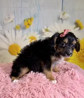 Rylee , a female Aussiedoodle for sale in Ripley, MS – 6 of 6
