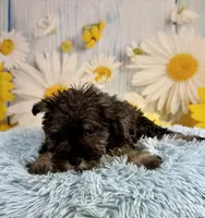 Clark, a male Miniature Schnauzer for sale in Ripley, MS – 4 of 10