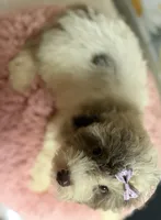 Lilly, a female Cavapoo for sale in Ripley, MS – 9 of 10