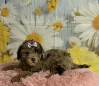 Rain, a female Poodle - Toy  for sale in Ripley, MS – 1 of 9