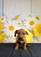Rolo, a male Chihuahua and Miniature Dachshund for sale in Ripley, MS – 4 of 7
