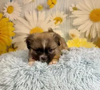 Kobe, a male Pekingese and Shih Tzu for sale in Ripley, MS – 7 of 10