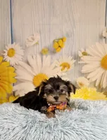 Tucker, a male Morkie for sale in Ripley, MS – 4 of 10