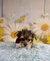 Pac-Man, a male Yorkshire Terrier for sale in Ripley, MS – 8 of 10