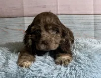 Bojangles , a male Cocker Spaniel for sale in Ripley, MS – 8 of 10