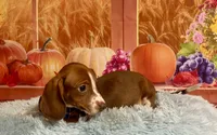 Ray, a male Miniature Dachshund for sale in Ripley, MS – 6 of 8