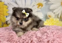 Millie, a female Pomeranian for sale in Ripley, MS – 2 of 10