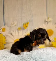 Bandit , a male Aussiedoodle for sale in Ripley, MS – 4 of 10