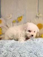 Archie , a male Poodle - Toy  and Poodle - Miniature  for sale in Ripley, MS – 9 of 10