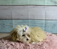 Honey, a female Poodle - Toy  for sale in Ripley, MS – 6 of 7