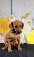 Gus, a male Chihuahua and Miniature Dachshund for sale in Ripley, MS – 5 of 7
