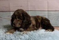 Bojangles , a male Cocker Spaniel for sale in Ripley, MS – 3 of 10