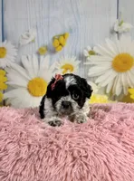 Raya, a female Shihpoo for sale in Ripley, MS – 6 of 10