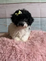 Cookie, a female Poodle - Toy  for sale in Ripley, MS – 2 of 7