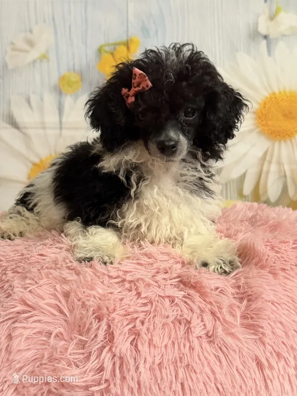 Ellie – Poodle - Toy  puppy for sale in Ripley, MS