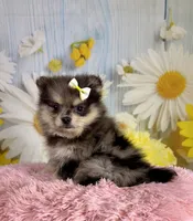 Millie, a female Pomeranian for sale in Ripley, MS – 10 of 10