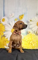 Gus, a male Chihuahua and Miniature Dachshund for sale in Ripley, MS – 3 of 7