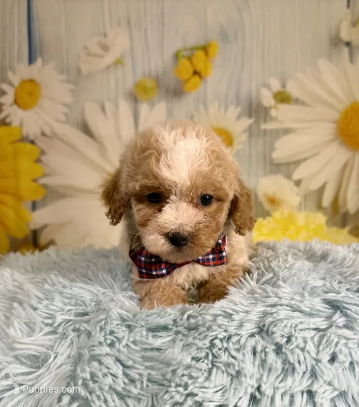 Ozzy – Poochon puppy for sale in Ripley, MS