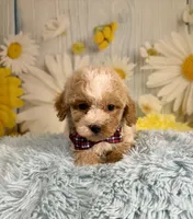 Ozzy, a male Poochon for sale in Ripley, MS – 1 of 9