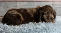 Bojangles , a male Cocker Spaniel for sale in Ripley, MS – 10 of 10