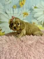 Hattie, a female Cocker Spaniel for sale in Ripley, MS – 7 of 8