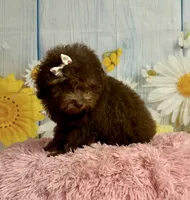 Coco, a female Poodle - Toy  for sale in Ripley, MS – 2 of 10