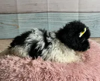 Cookie, a female Poodle - Toy  for sale in Ripley, MS – 7 of 7