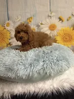 Red, a male Poodle - Toy  for sale in Ripley, MS – 3 of 10