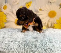 Bandit , a male Aussiedoodle for sale in Ripley, MS – 7 of 10