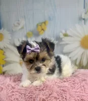 Jessie , a female Yorkshire Terrier for sale in Ripley, MS – 4 of 7