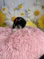 Ellie, a female Poodle - Toy  for sale in Ripley, MS – 9 of 10