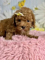 Rosie, a female Poodle - Miniature  for sale in Ripley, MS – 9 of 10