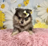 Millie, a female Pomeranian for sale in Ripley, MS – 3 of 10