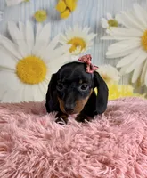Star, a female Miniature Dachshund for sale in Ripley, MS – 4 of 6