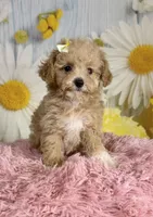 Honey , a female Poodle - Toy  for sale in Ripley, MS – 5 of 10