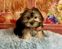 Tito, a male Morkie for sale in Ripley, MS – 6 of 8
