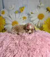 Emma, a female Poochon for sale in Ripley, MS – 2 of 8
