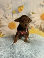 JayJay, a male Yorkipoo for sale in Ripley, MS – 2 of 3