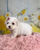 Pearl, a female Poodle - Toy  and Poodle - Miniature  for sale in Ripley, MS – 8 of 9