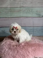 Snow, a female Shih Tzu for sale in Ripley, MS – 4 of 7