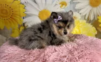 Sadie, a female Pomeranian for sale in Ripley, MS – 3 of 10