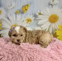 Meadow , a female Shihpoo for sale in Ripley, MS – 6 of 8