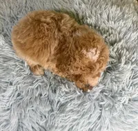Enzo, a male Poochon for sale in Ripley, MS – 2 of 6
