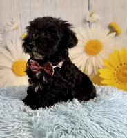 Tony, a male Miniature Schnauzer for sale in Ripley, MS – 1 of 9